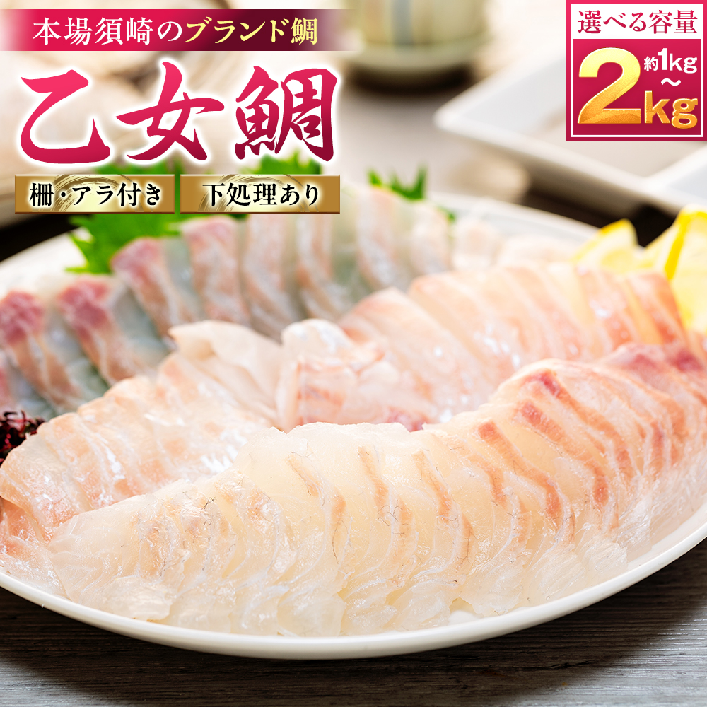 【 スピード配送 】 真鯛 刺身 用 柵 アラ付き 1～2尾 セット 本場須崎のブランド鯛 乙女鯛 産地直送 ( 新鮮 冷蔵 刺身 お刺し身 刺身 さしみ タイ 鯛 高級魚 鮮魚 海鮮 魚介 煮付